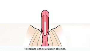 The male orgasm explained